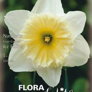 Großkronige Narzissen Ice Follies