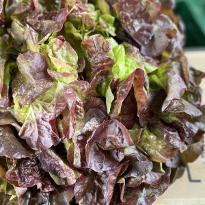 Krull Salat dunkel