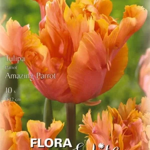 Papagei Tulpen Amazing Parrot