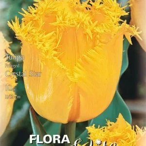 Gefranste (Crispa) Tulpen Crystal Star