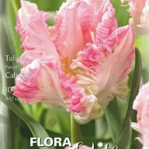 Papagei Tulpen Cabanna