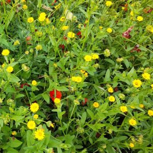 Ackerringelblume
