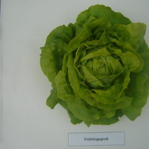 Frühlingsgruß