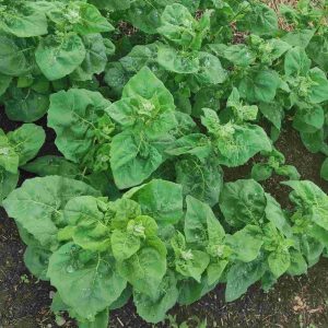 Gartenmelde „Olje Spenat“