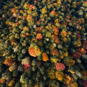 Moos oder Wald | Simonswald
