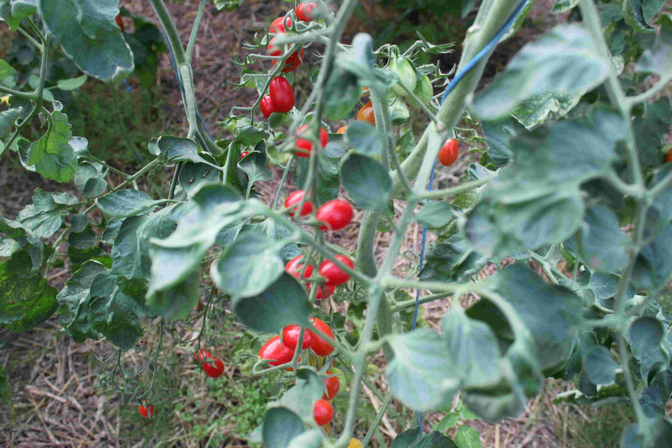 Rotes Ei