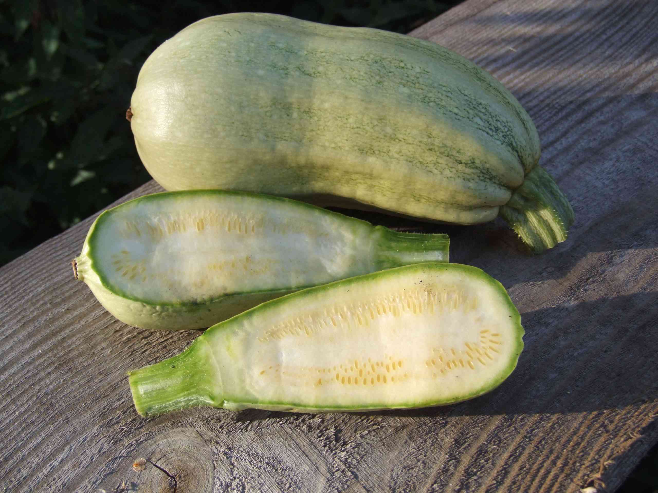 Zucchini rankend „Bubango Cumplido“