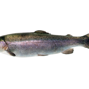 Regenbogenforelle ganz 300-600g 100g