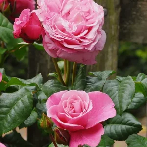 Wildberry® Edelrosa